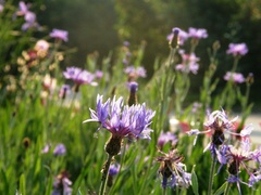 Centaurea mollis