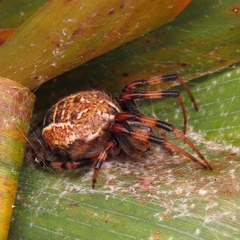 Araneus venatrix