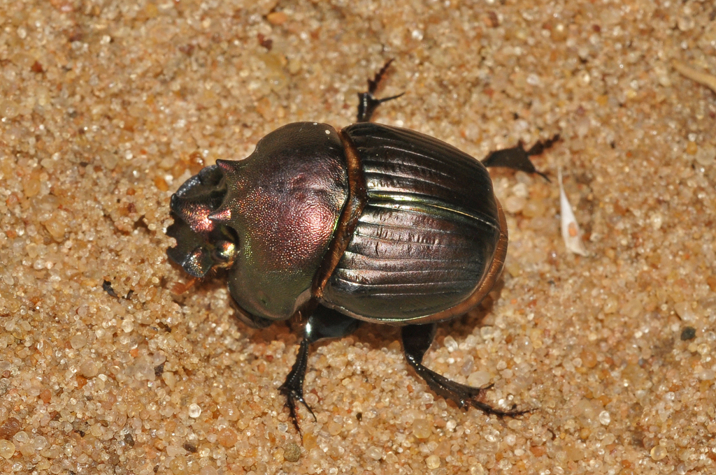 Gromphas aeruginosa