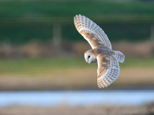 Lechuza común (Tyto alba)