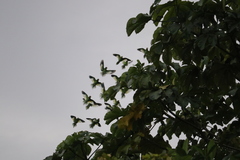 Brotogeris versicolurus