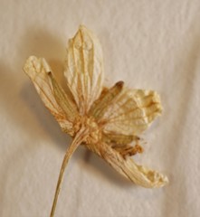 Parnassia palustris