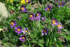Pulsatilla