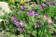 Pulsatilla