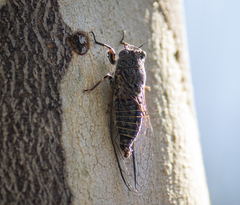 Atrapsalta encaustica