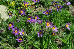 Pulsatilla