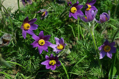 Pulsatilla