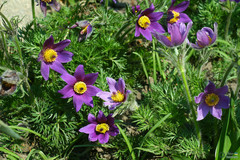Pulsatilla