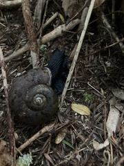 Macrocyclis peruvianus