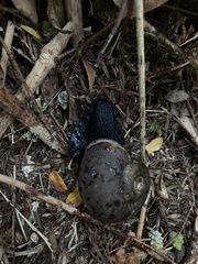 Macrocyclis peruvianus