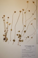 Parnassia palustris