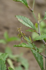Crotalaria verrucosa