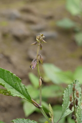 Crotalaria verrucosa