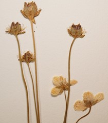 Parnassia palustris