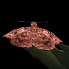 Hesperiidae