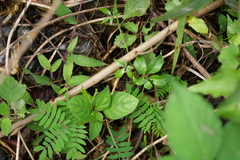 Neoalsomitra clavigera