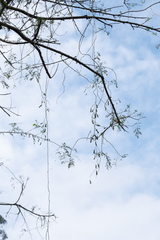 Neoalsomitra clavigera