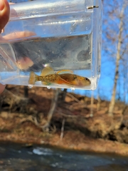Etheostoma variatum