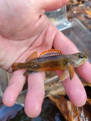 Etheostoma variatum