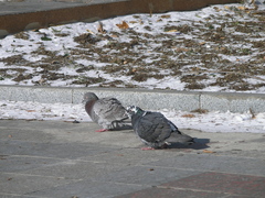 Columba livia domestica