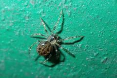 Dipoena submustelina