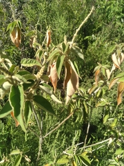 Croton lachnostachyus