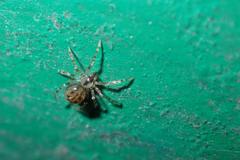 Dipoena submustelina