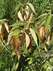 Croton lachnostachyus