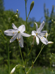 Anthericum