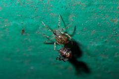 Dipoena submustelina