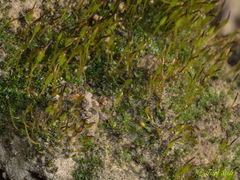 Crossidium crassinervium