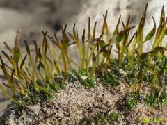 Crossidium crassinervium