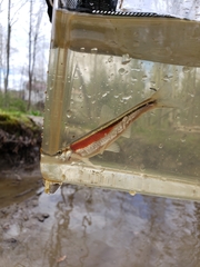 Clinostomus elongatus