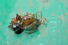 Dipoena submustelina