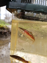 Clinostomus elongatus