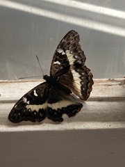 Cymothoe alcimeda alcimeda