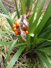 Iris foetidissima