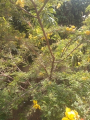 Fabaceae
