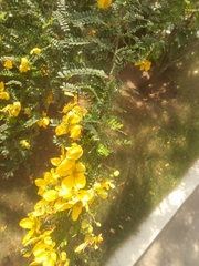 Fabaceae
