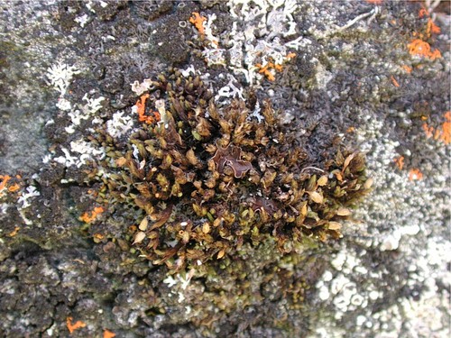 Lewinskya laevigata observed 2004-08-14