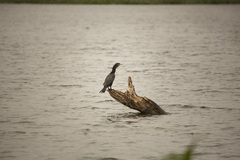 Nannopterum brasilianum
