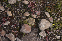 Crassula peploides