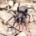 Zealot Ground Spiders - Photo (c) Kit Law, some rights reserved (CC BY-NC), uploaded by Kit Law