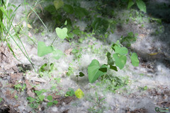 Aristolochia clematitis