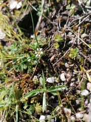 Romulea columnae