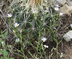 Chaetopappa bellidifolia