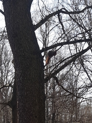 Sciurus vulgaris