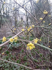 Cornus mas
