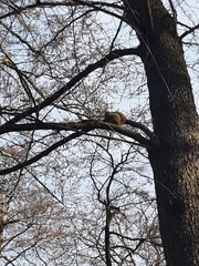 Sciurus vulgaris