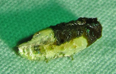 Henricus edwardsiana